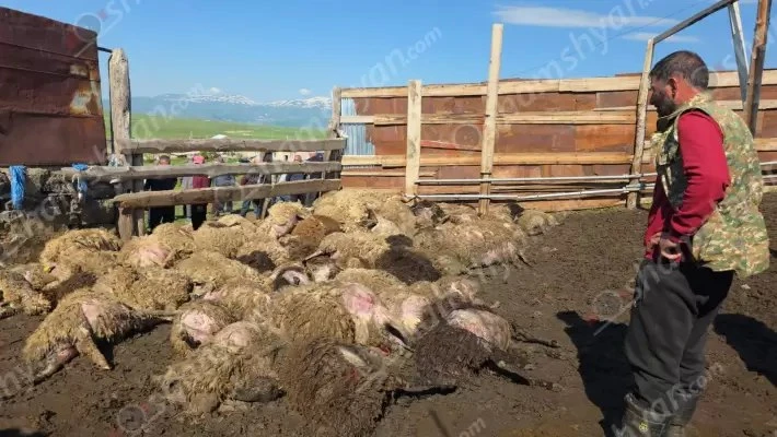 Ծաղկունքում գայլերի հարձակման հետևանքով 300-ից ավելի ոչխարներ ու գառներ են սատկել