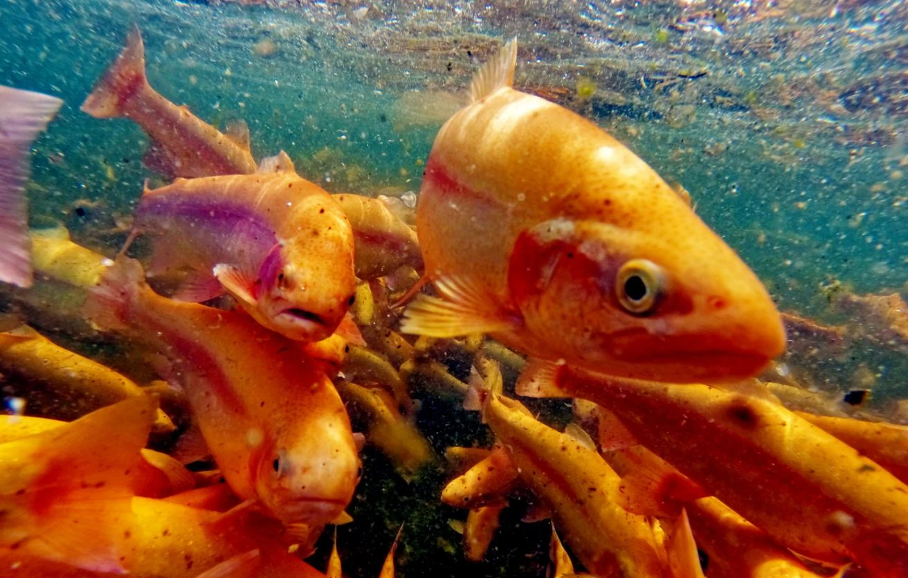Russia restricts supply of fish products from all Armenia enterprises