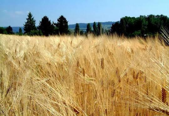 Nearly $7M allocated to increase Armenia agricultural land use effectiveness