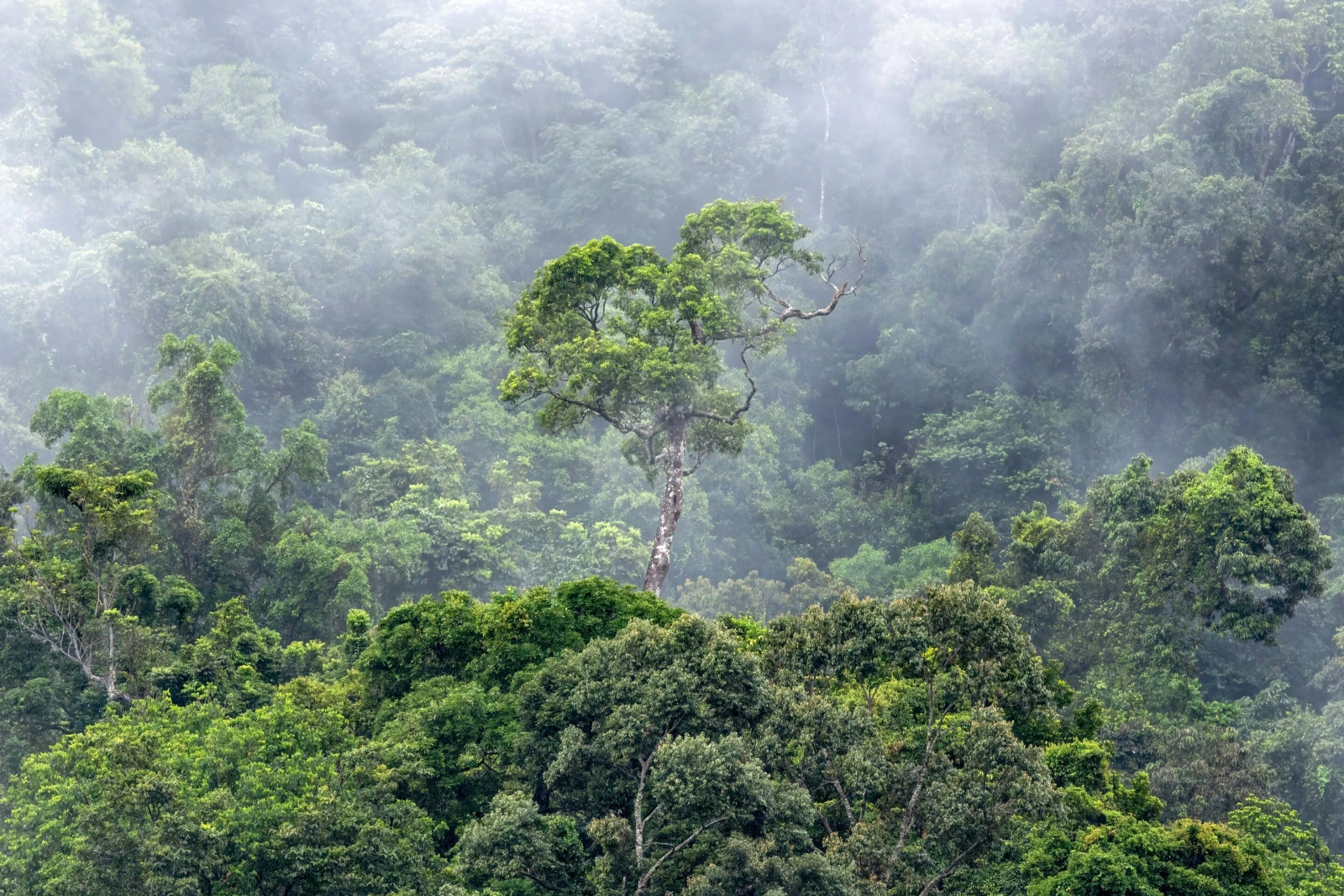El Niño threatens the Amazon: Tropical forests may lose their role as CO₂ “absorbers”