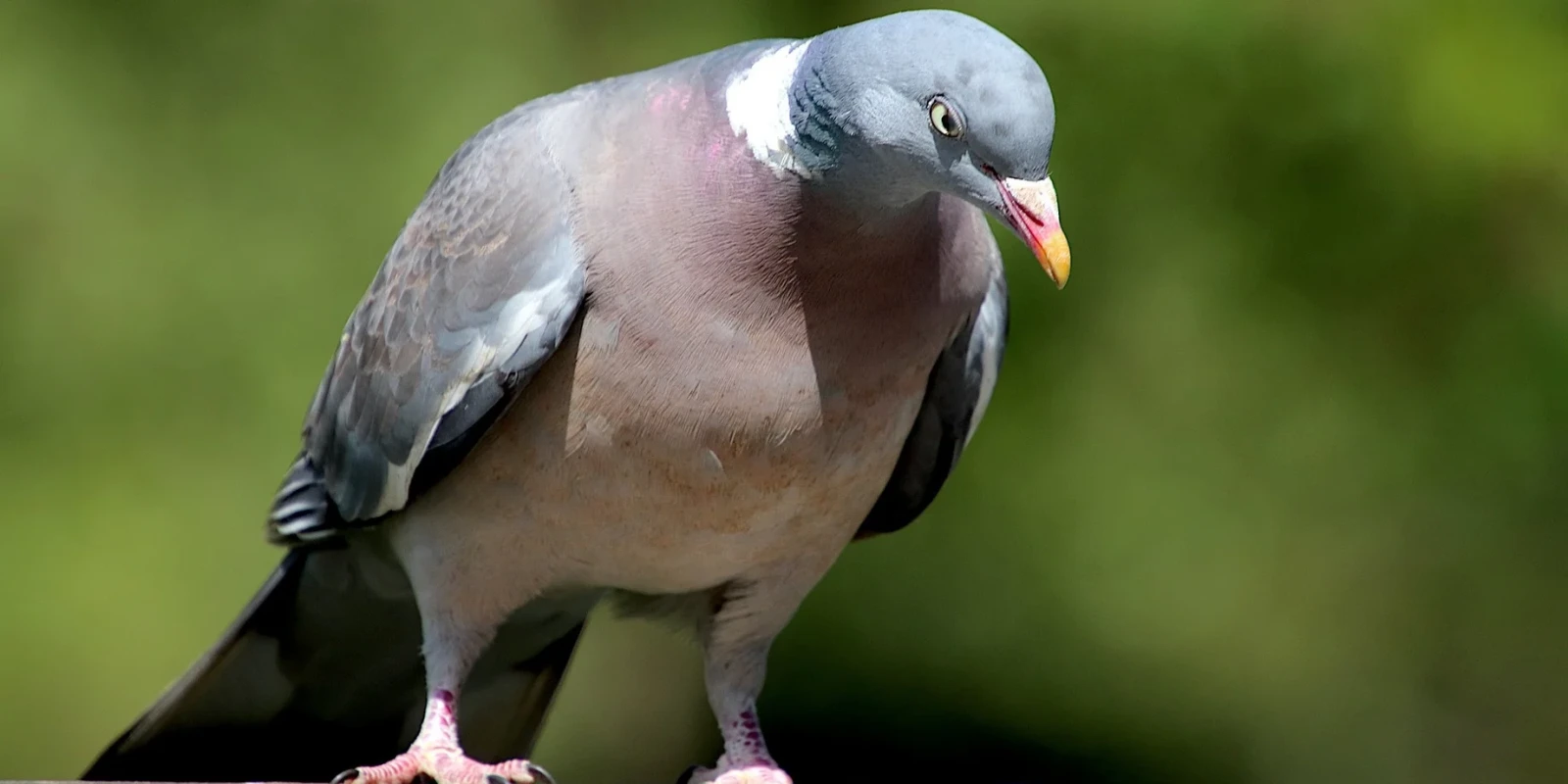 How do birds sense Earth's magnetic field?