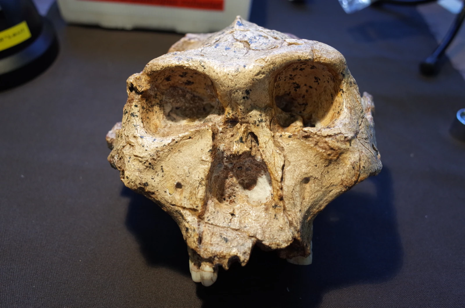 Ավստրալոպիթեկներից մինչև Homo sapiens․ գիտնականն առաջարկում է բոլորին միավորել մեկ ցեղի մեջ
