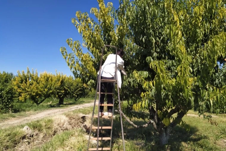 Ցրտահարության վտանգ․ Հիդրոմետը հորդորում է բերքահավաք իրականացնել