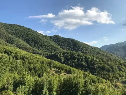 Աղվերանի անտառում ծառից կախվшծ հայտնաբերվել է ՌԴ 22-ամյա քաղաքացու դին