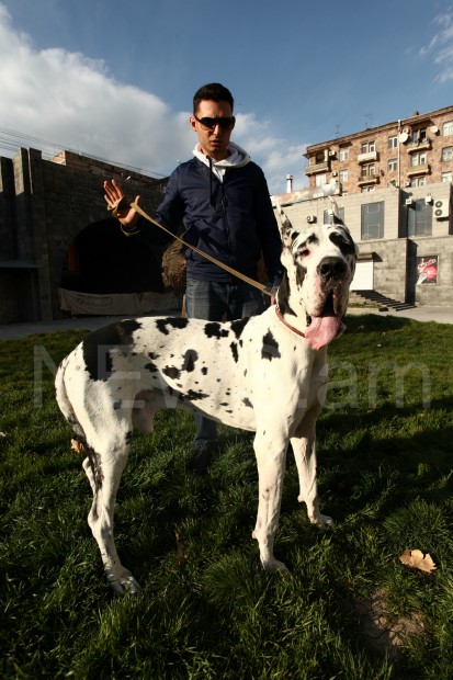 Немецкий Дог Фото С Человеком И Лошадью